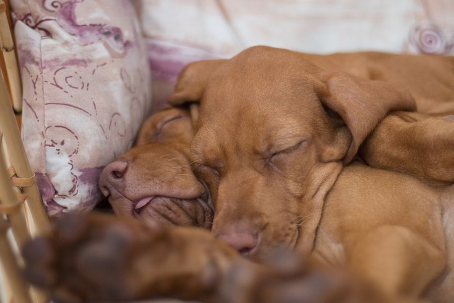 Wieviel Ruhe & Schlaf braucht ein Hund? | dogondo.de